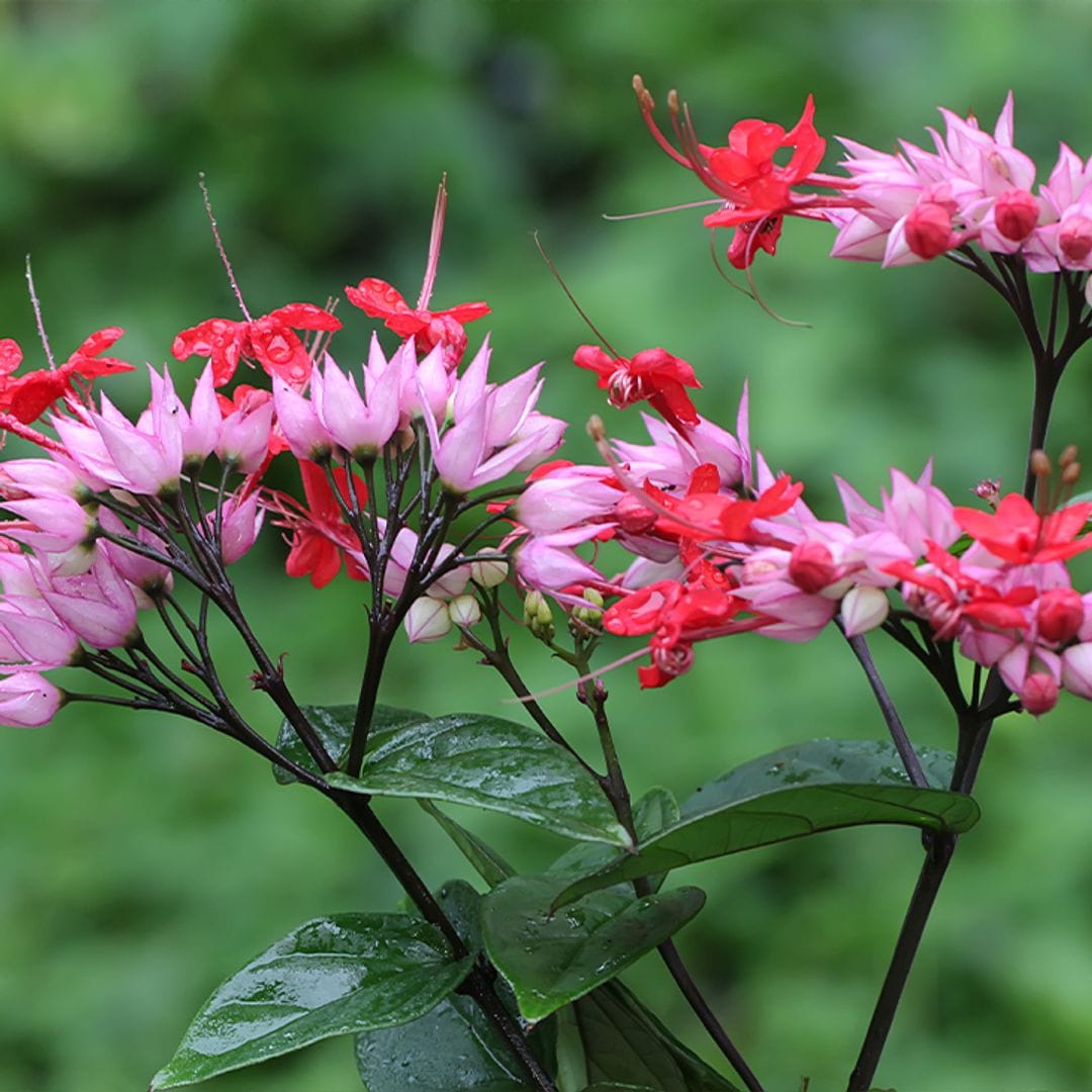 Estos son los cuidados que debes darle a tu 'Clerodendrum' para que crezca espectacular