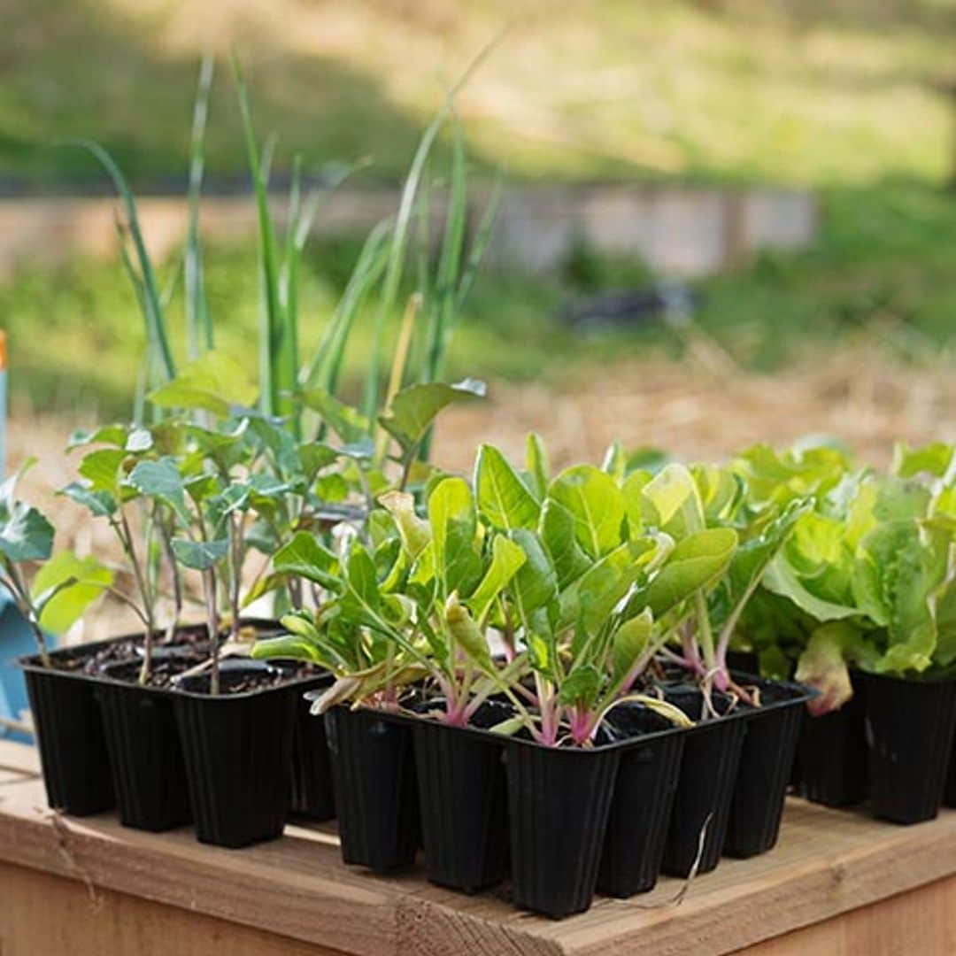 Verduras que puedes plantar en tu propia casa