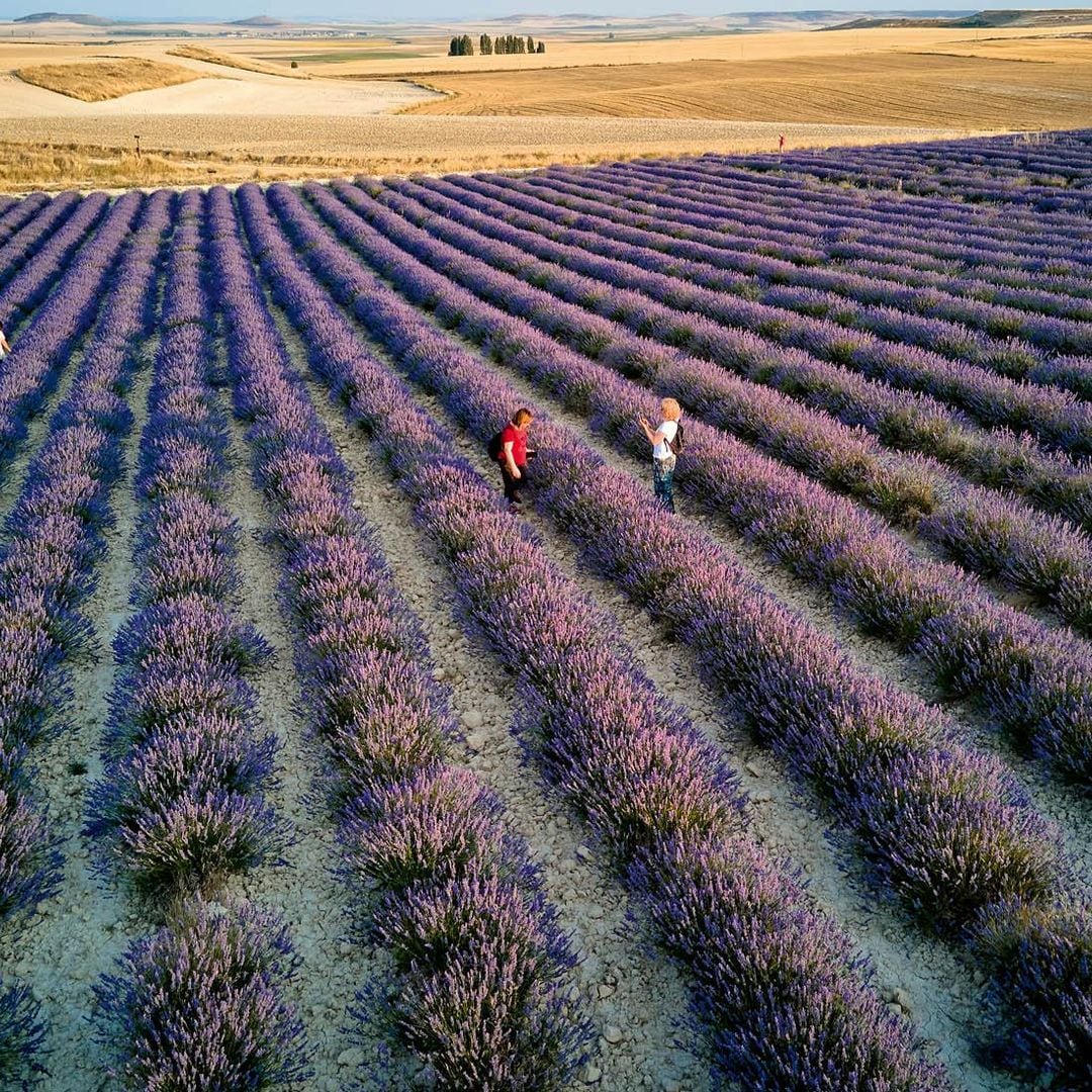 De Torrelobatón a Tiedra (Valladolid): entre almenas y campos de lavanda