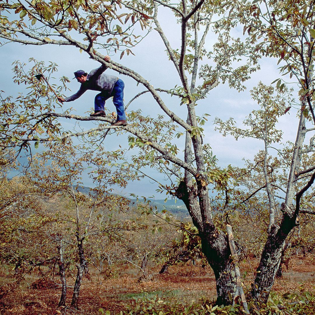 Vecino podando un castaño en la sierra de Aracena, Huelva