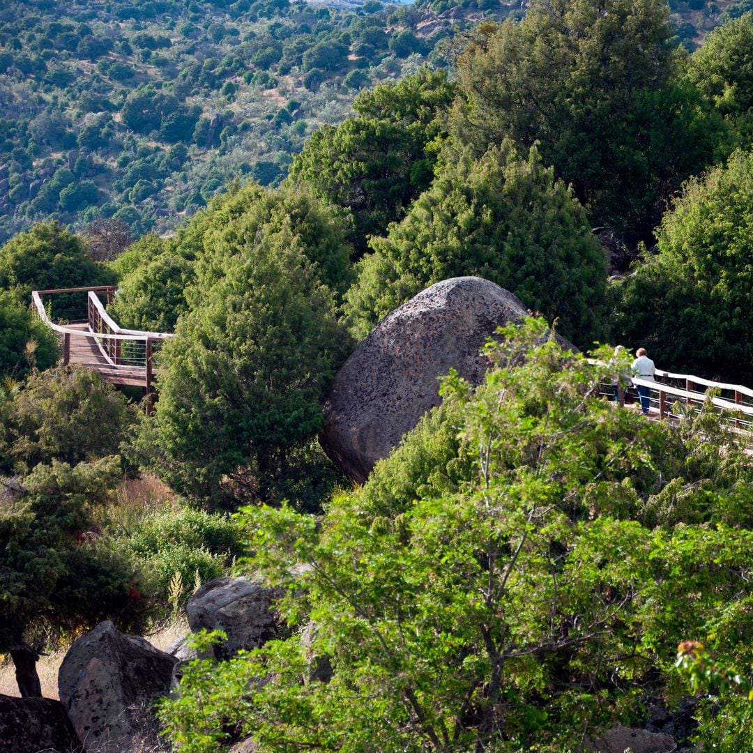 Bosque en el parque natural del valle de Iruelas, Ávila