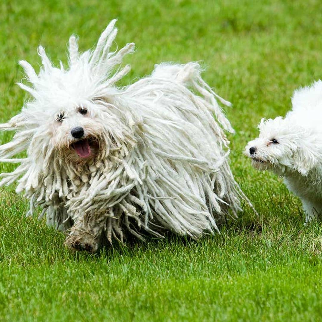 Descubre las diferentes razas de perro pastor