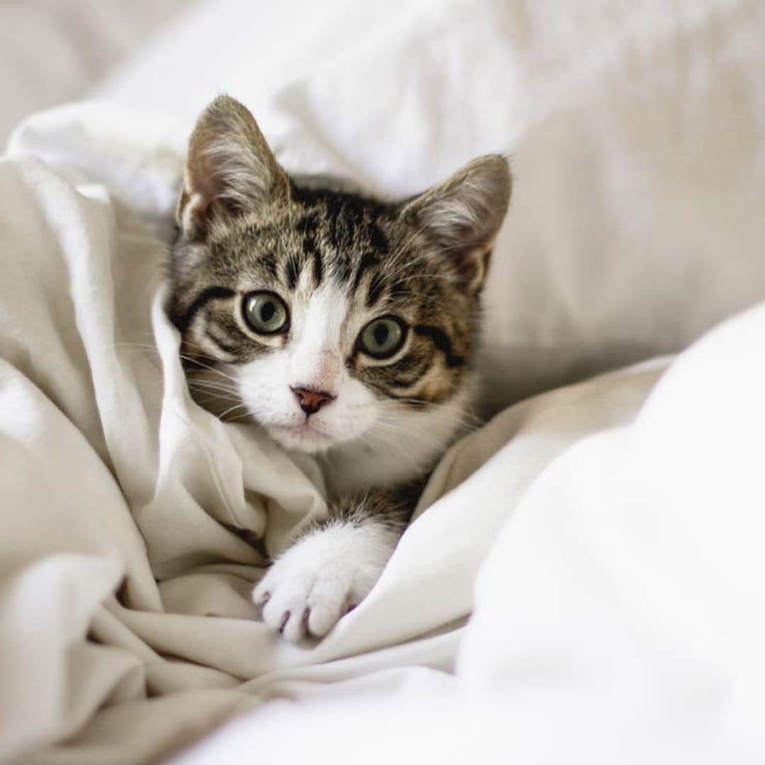 Cómo educar a un gato callejero