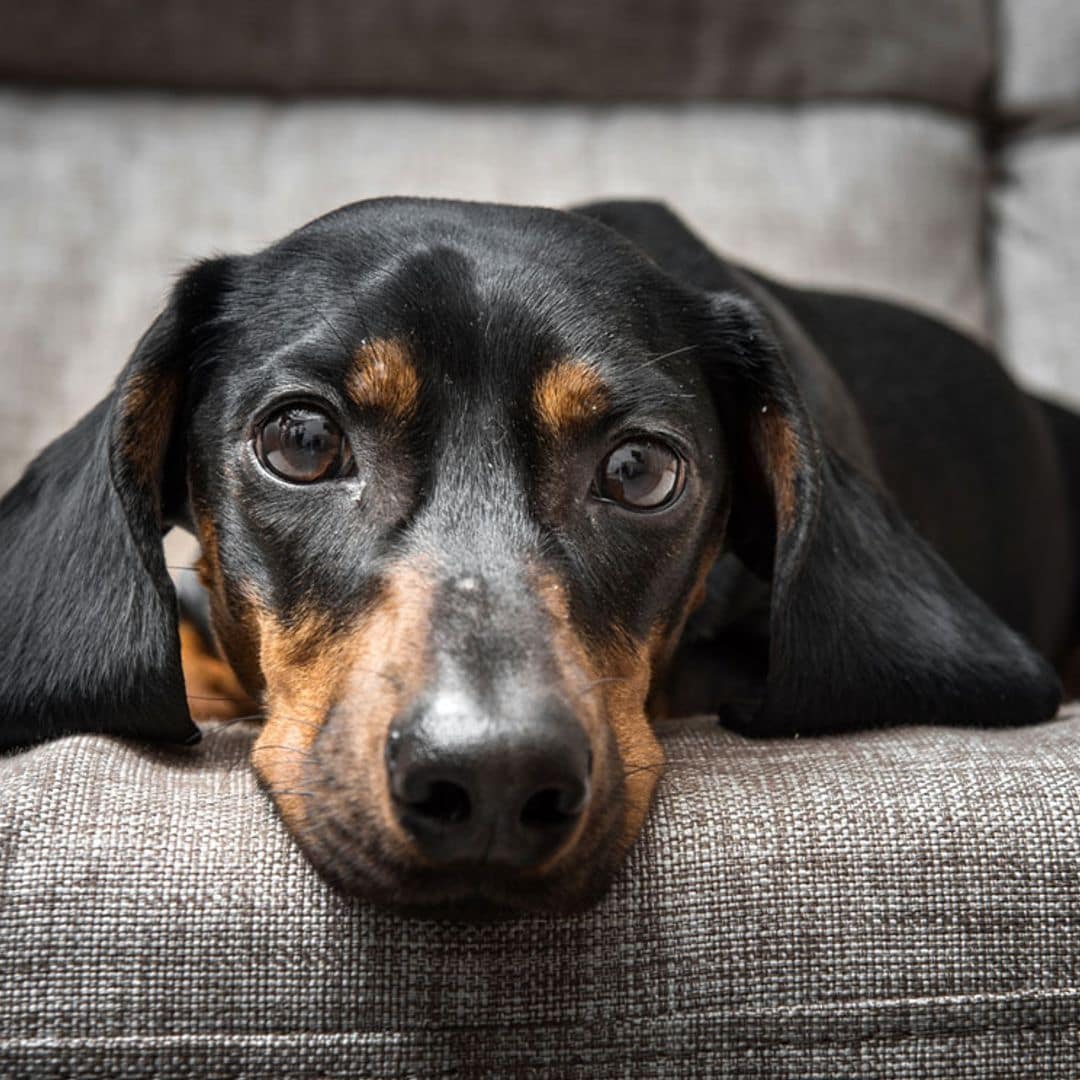 Un tratamiento, sin cirugía ni quimioterapia, cura un cáncer de piel en perros