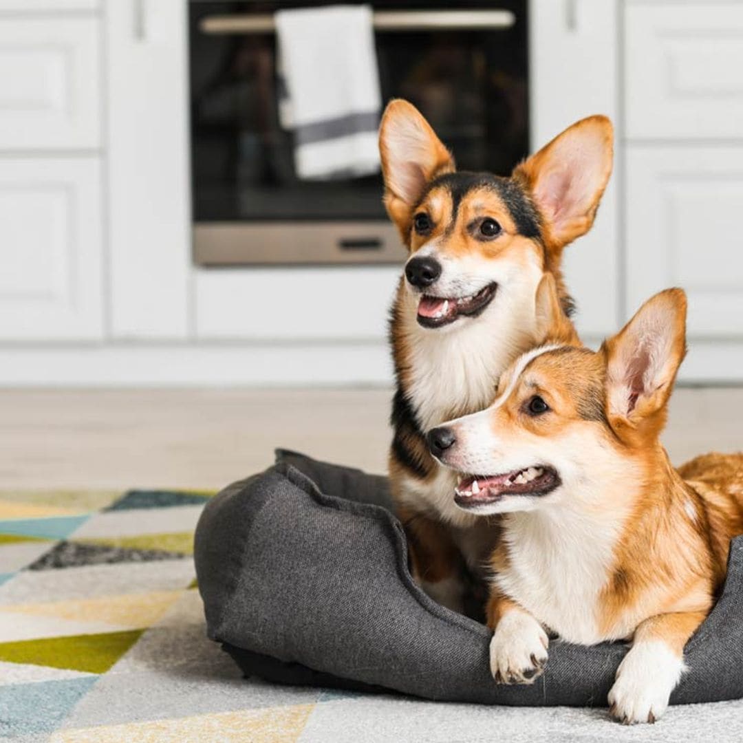 adobe corgis