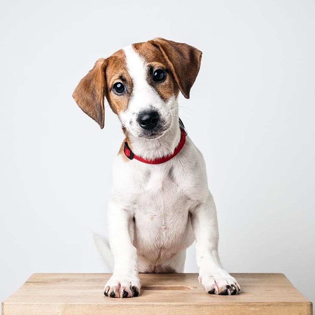 Razas de perro pequeños que parecen grandes