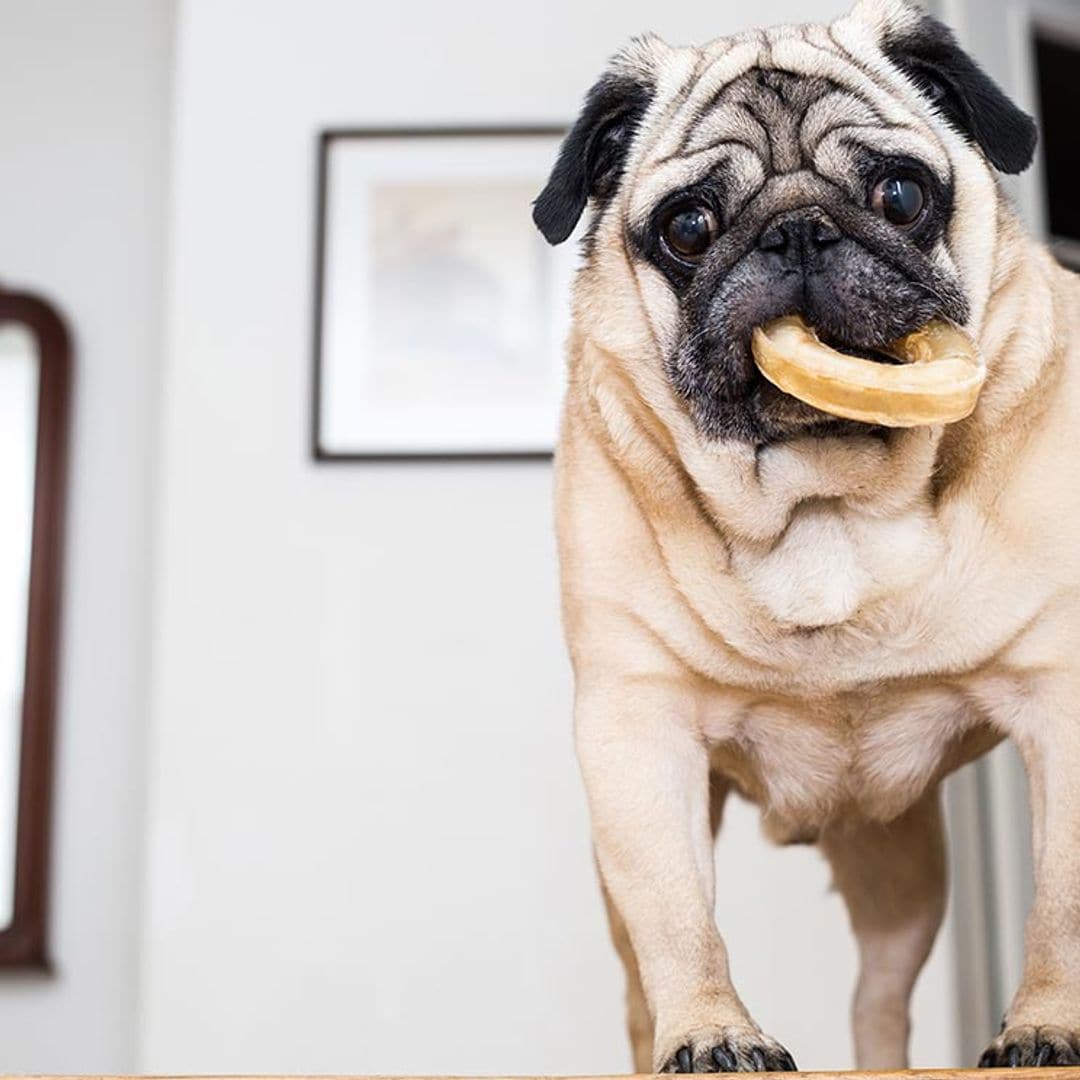 Los alimentos del menú de Navidad que pueden ser peligrosos para tu mascota