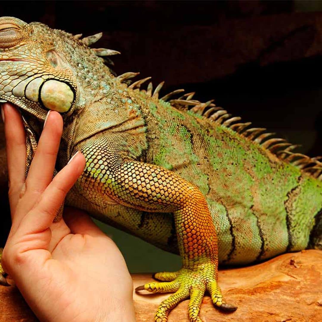 Qué debo saber si quiero una iguana como mascota