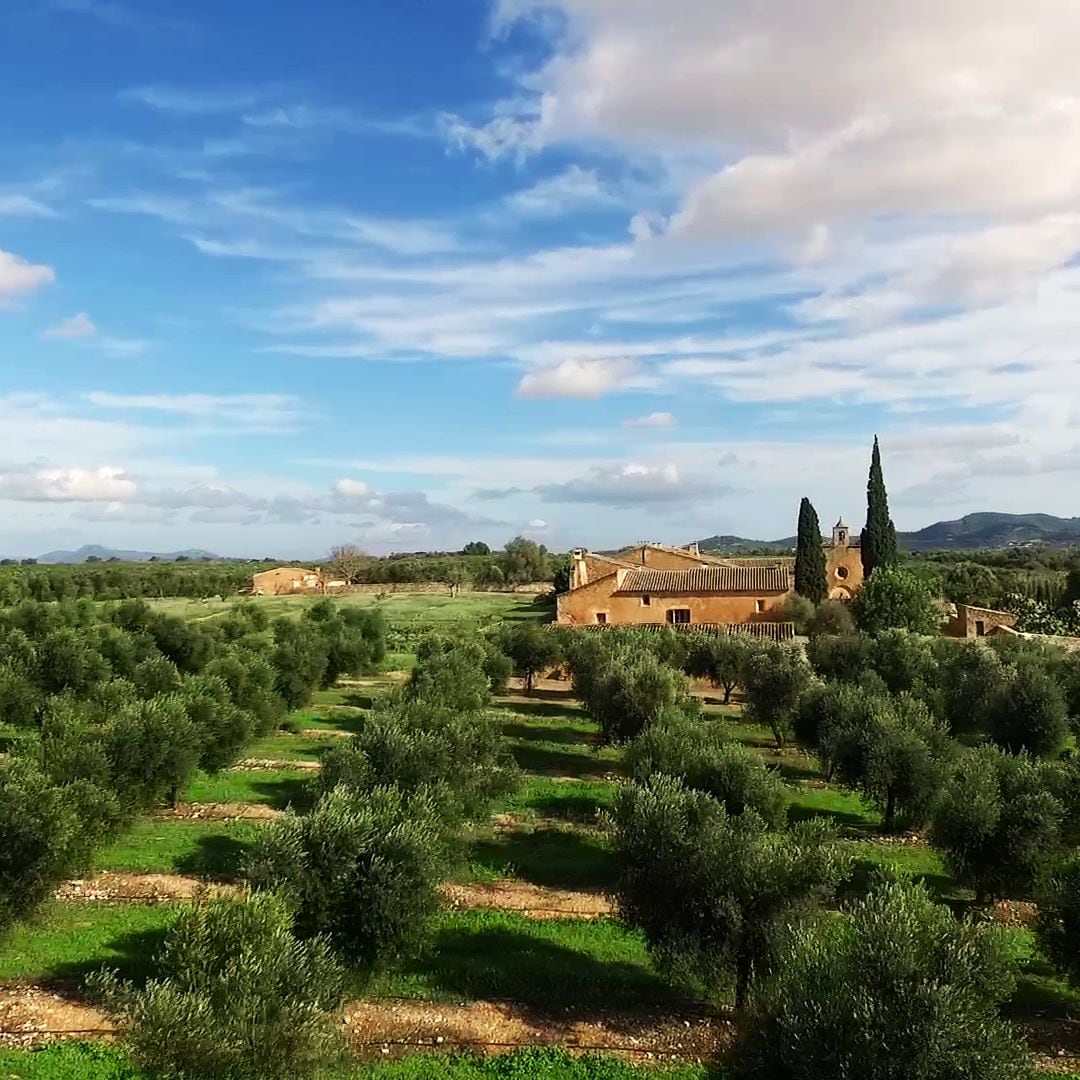 El aceite de oliva virgen extra que revolucionó el sector aceitero cumple 25 años