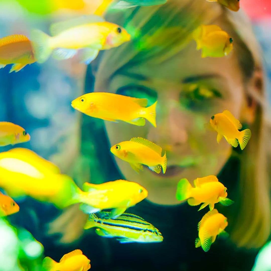 ¿Sabes qué es un tanque de cuarentena? Conoce las enfermedades que afectan los peces de acuario