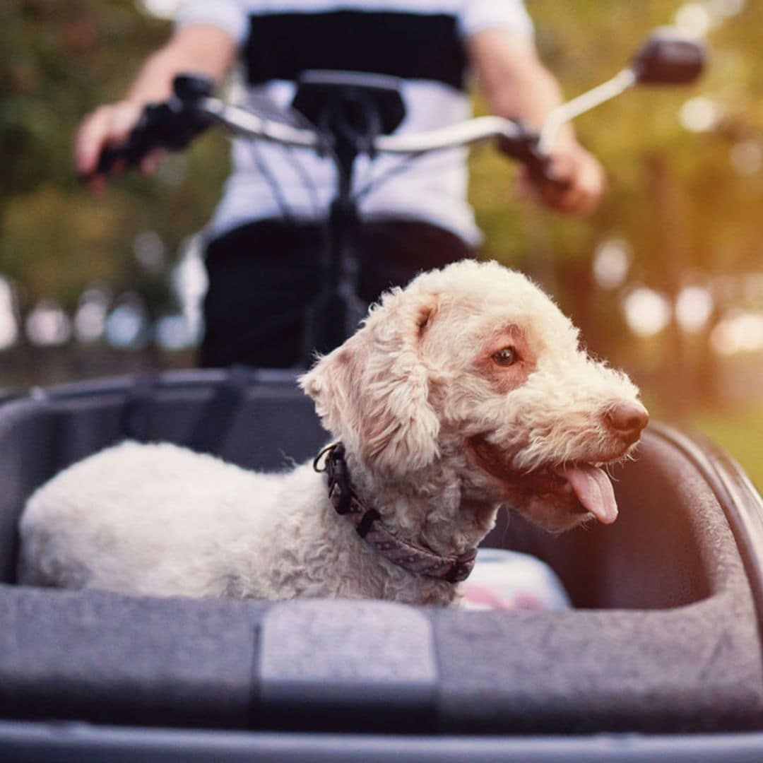 Disfruta de paseos en bici con tu peludo con los mejores accesorios y remolques para mascotas