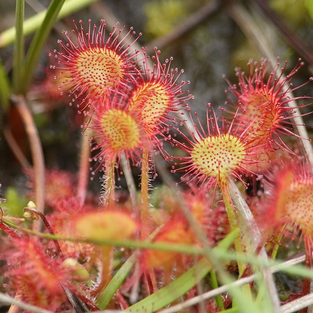 plantas carnivoras