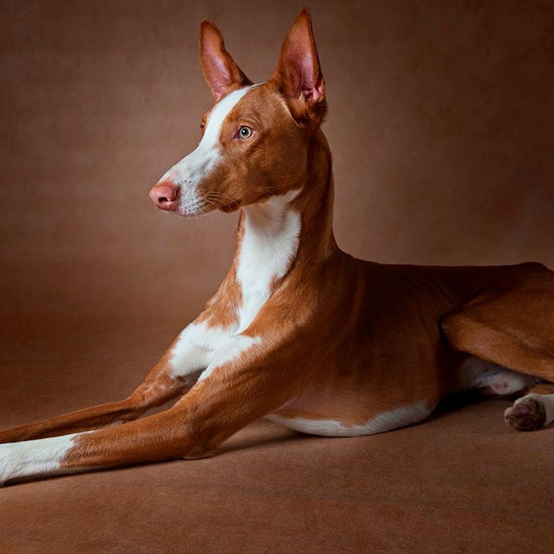 ¿Sabes cuántos tipos de podencos existen? ¿Cuál es el origen de esta raza de perro?