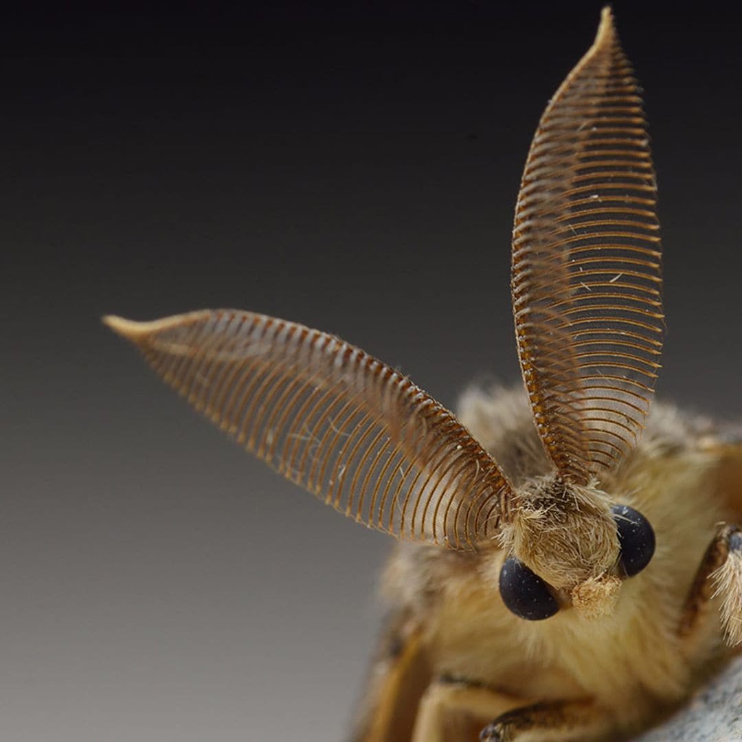 En tu casa vives con una increíble fauna doméstica (que no conoces)