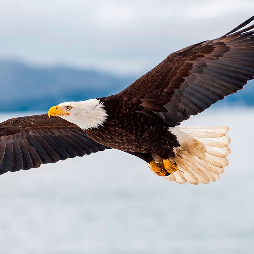 Búhos, águilas, halcones... Las curiosidades más sorprendentes sobre las aves rapaces