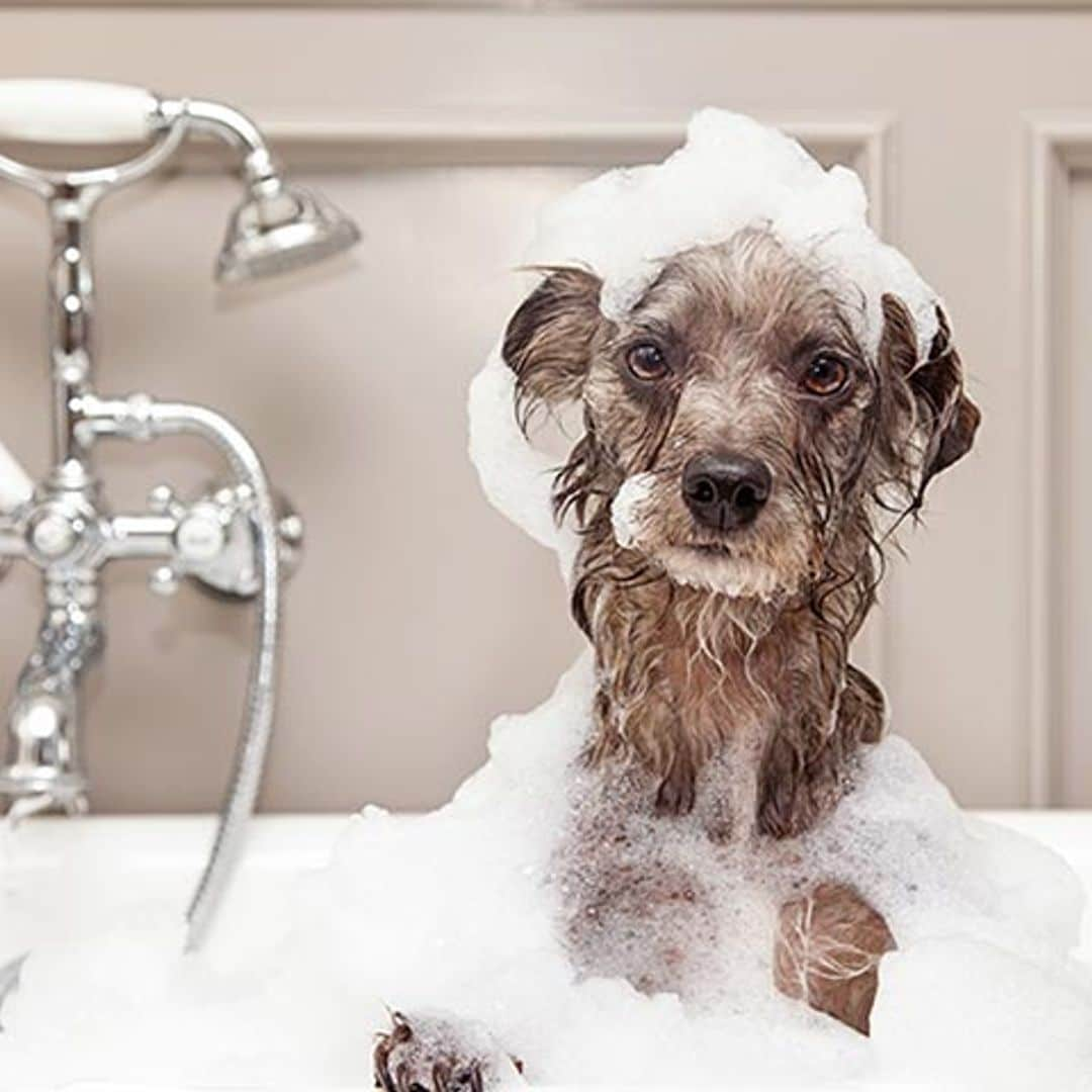 ¿Cada cuánto tiempo puedo bañar a mi perro?