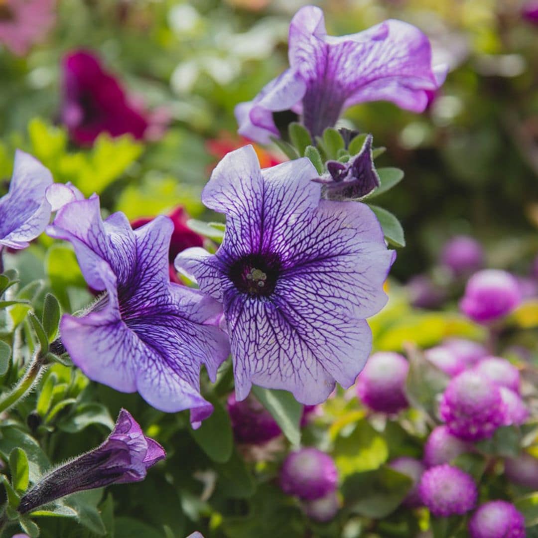 Estas son las flores de temporada más espectaculares para tu jardín