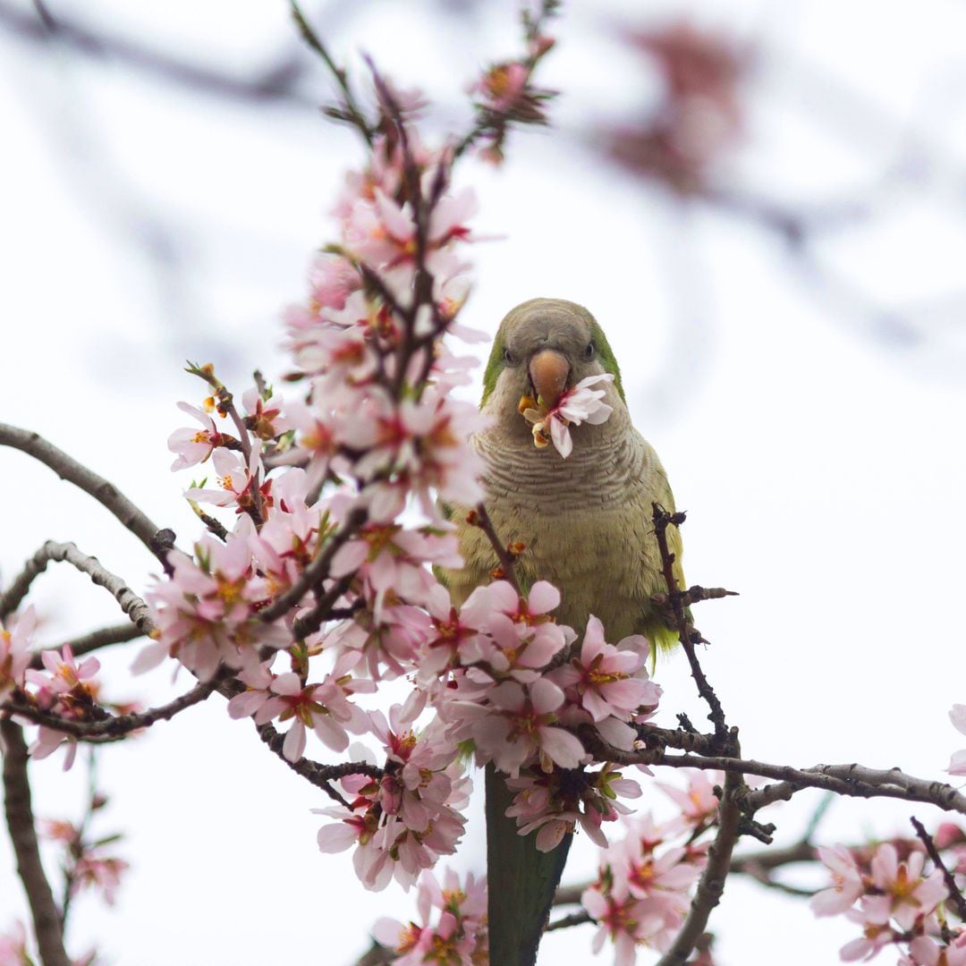 Un periquito come el fruto de la flor de un almendro en el parque Quinta de los Molinos, Madrid