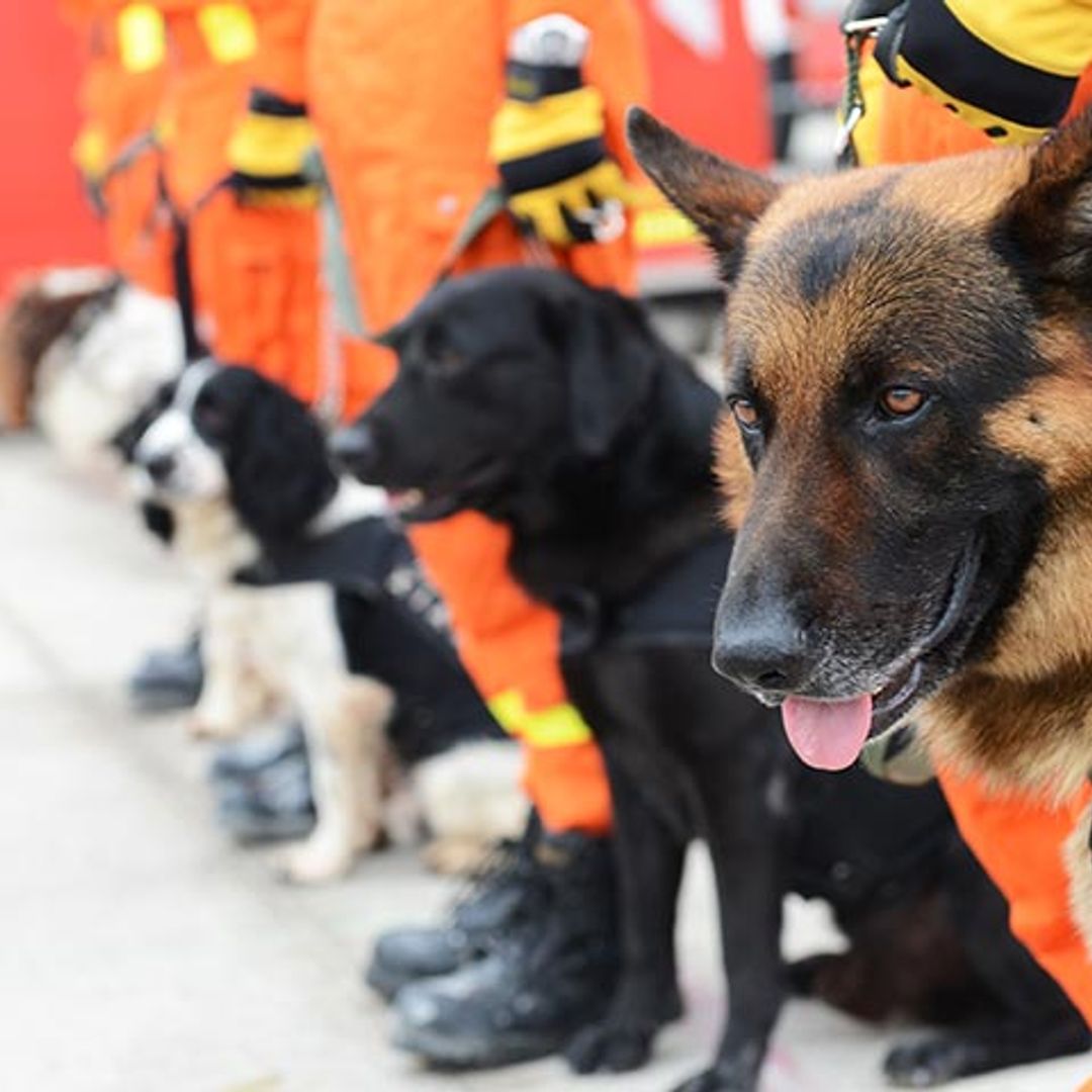 Estos perros pueden salvarte la vida