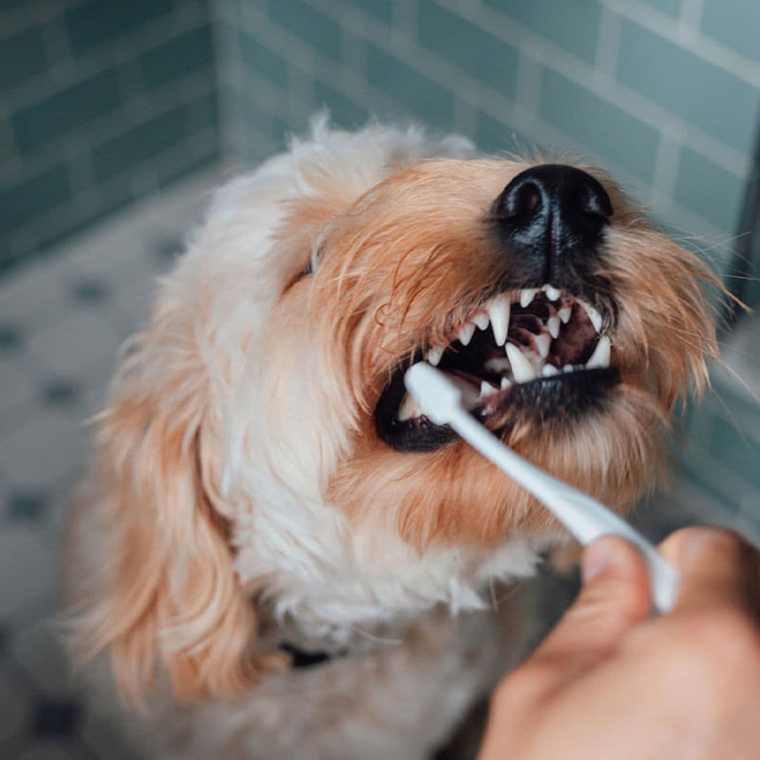 Una inversión en salud: te contamos los beneficios de una buena higiene dental en mascotas