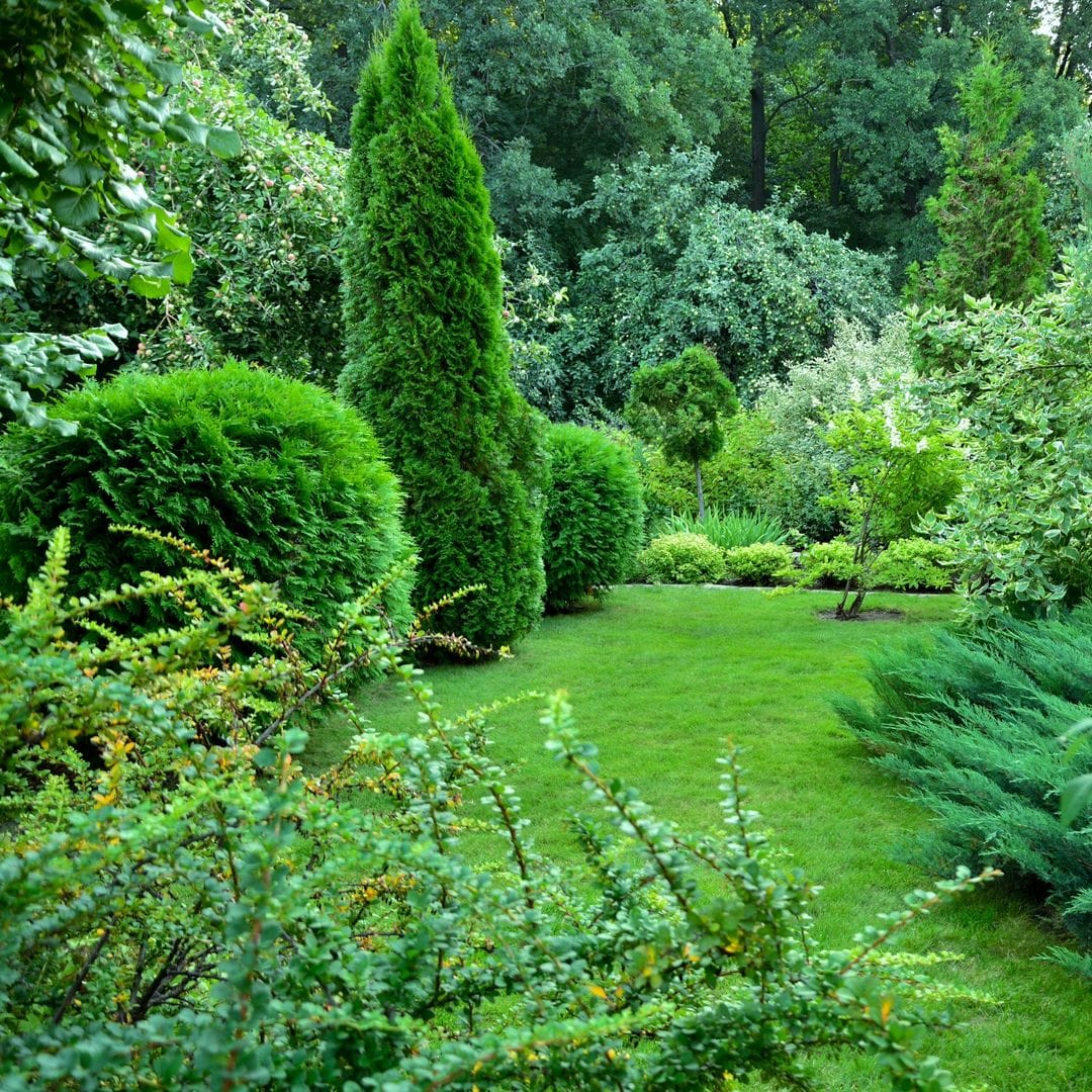 Aquí tienes los mejores consejos para plantar árboles y arbustos en el jardín