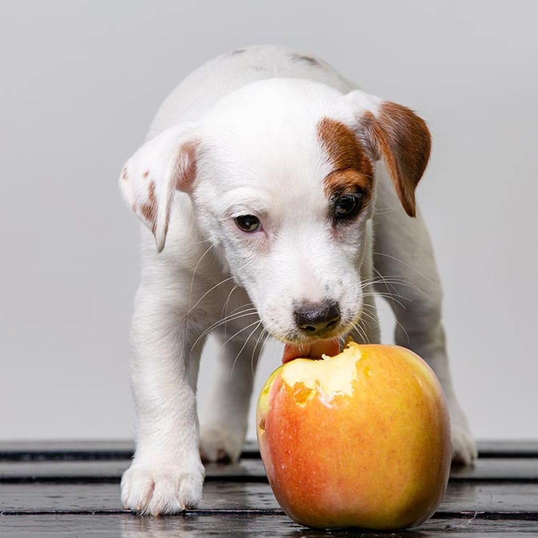 ¿Son saludables las frutas y verduras para nuestras mascotas?