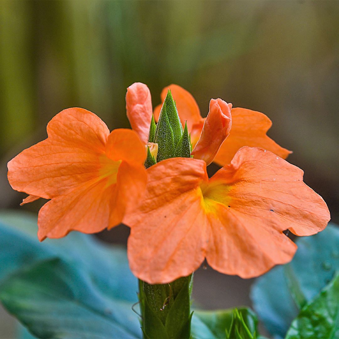 'Crossandra': cómo cultivar esta espectacular flor anaranjada en casa o en el jardín