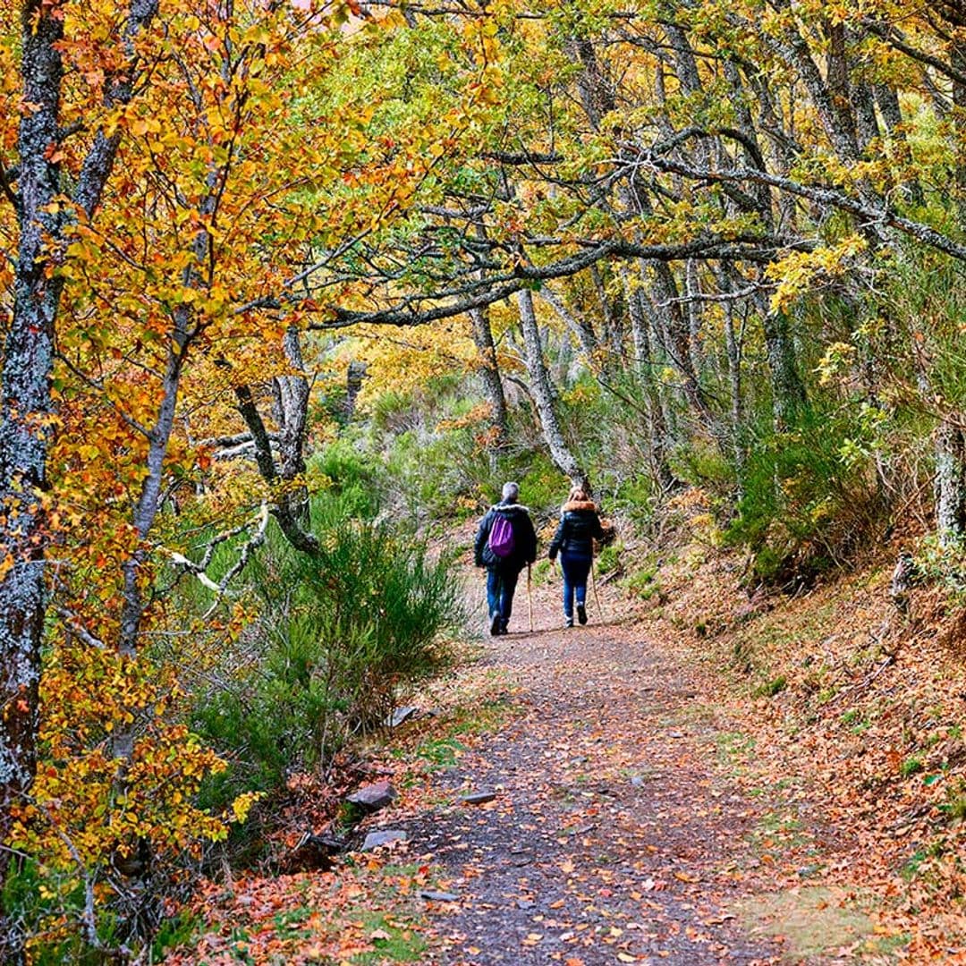 Senderistas por el hayedo de Tejera Negra en otoño.