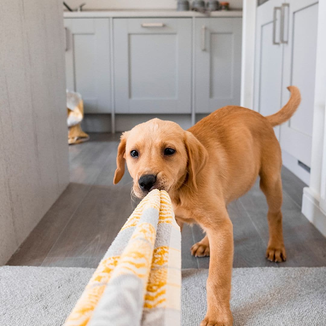 ¿Sientes frustración porque tu perro no se comporta bien? Ten en cuenta estas claves