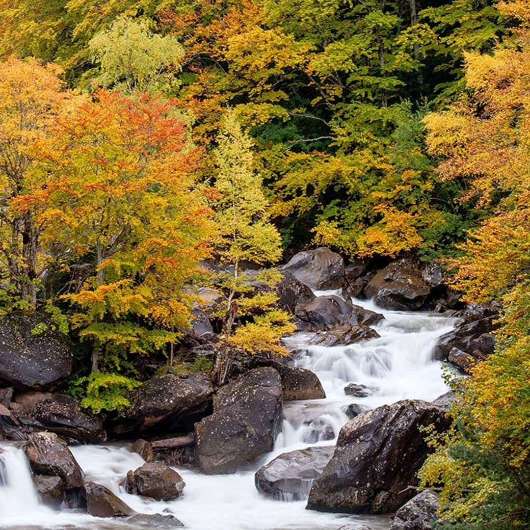 Oza, el bosque de Huesca elevado a la categoría de selva