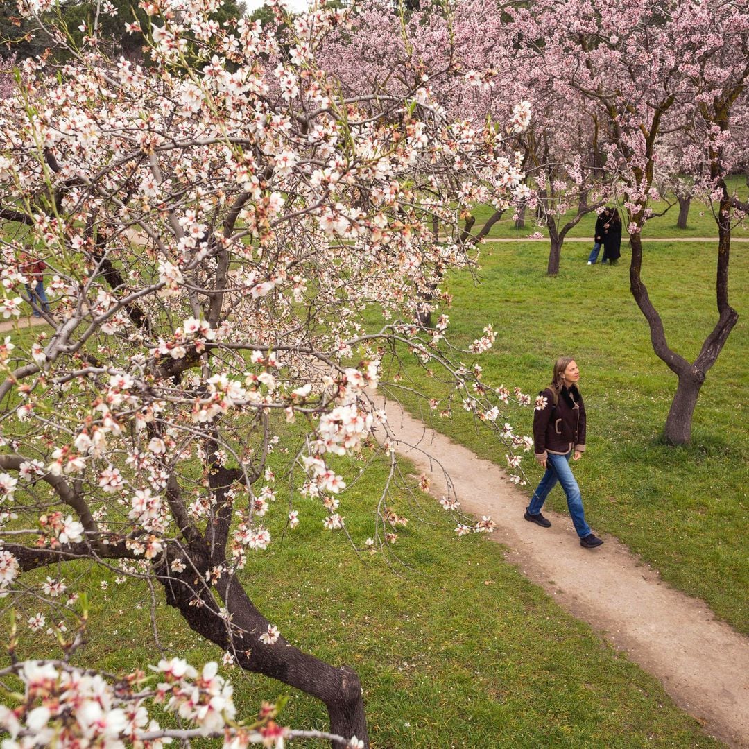 Los almendros en flor de la Quinta de los Molinos, un espectáculo sensorial