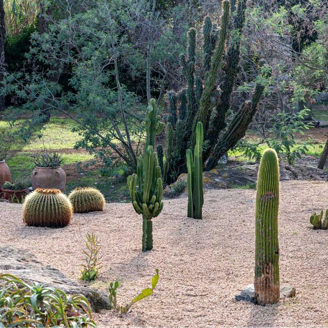 El diseño de un jardín de cactus no tendrá secretos para ti