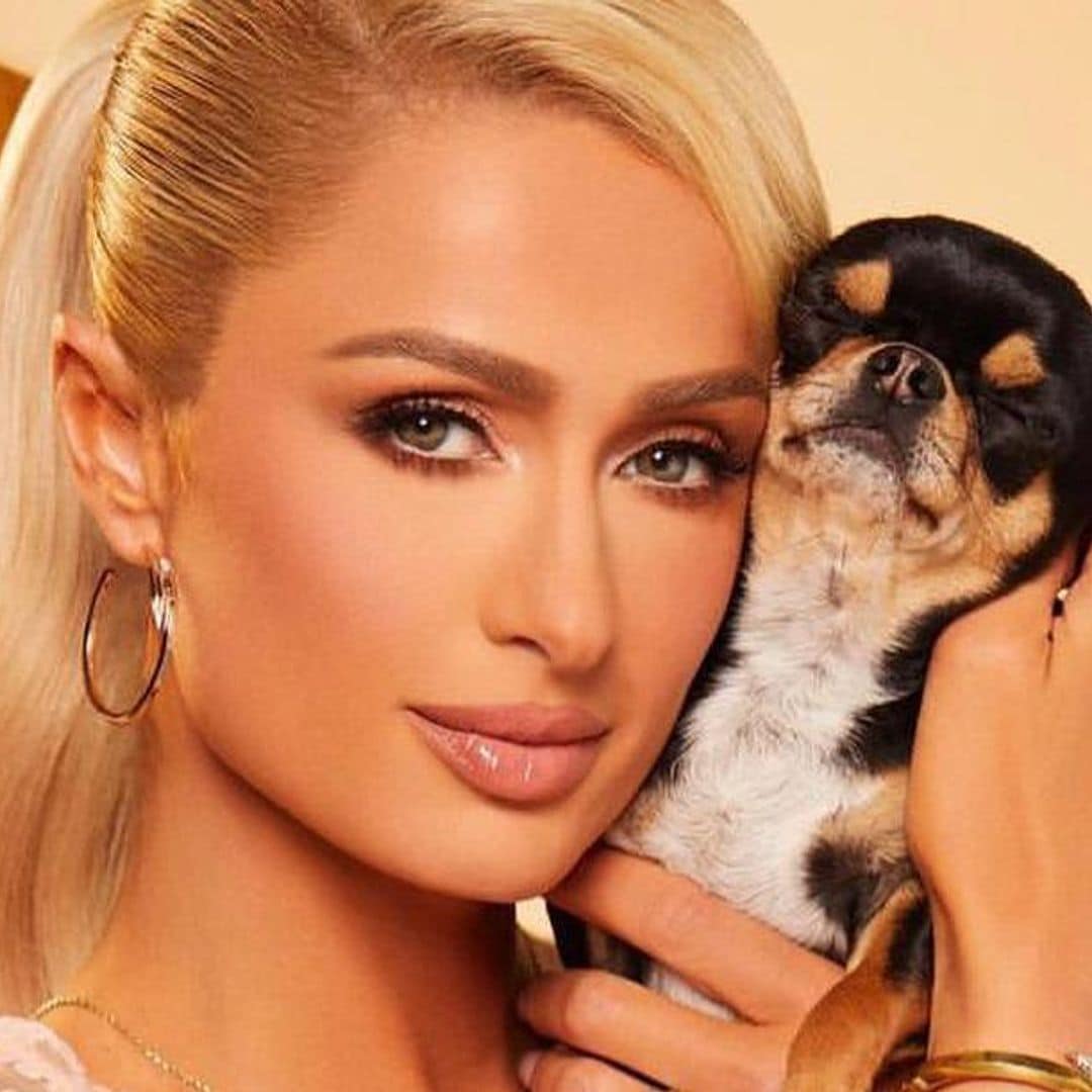 Paris Hilton, desesperada por encontrar a su mascota, contrata a un detective privado