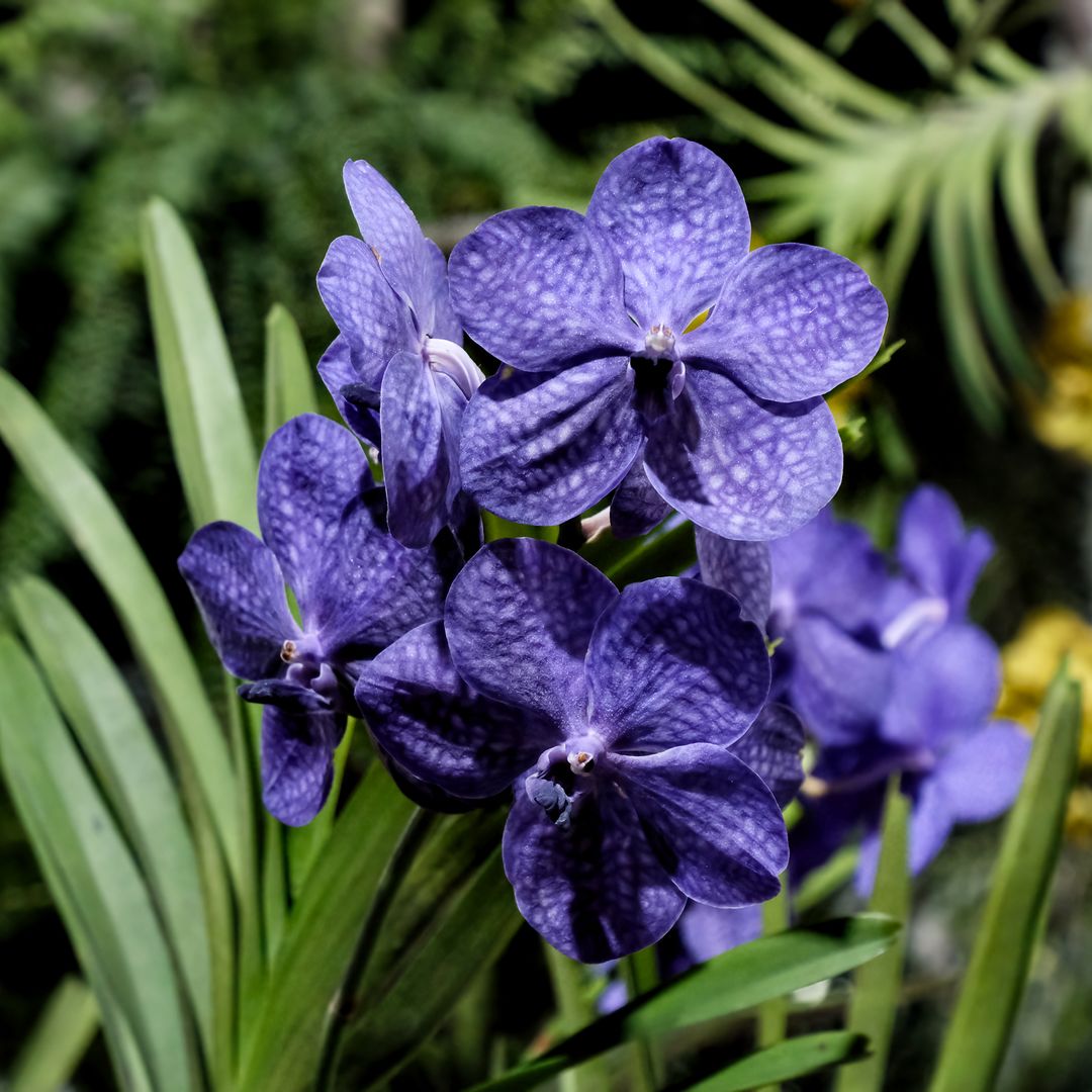 Cómo cuidar tu orquídea Vanda para que crezca feliz y florezca sin parar