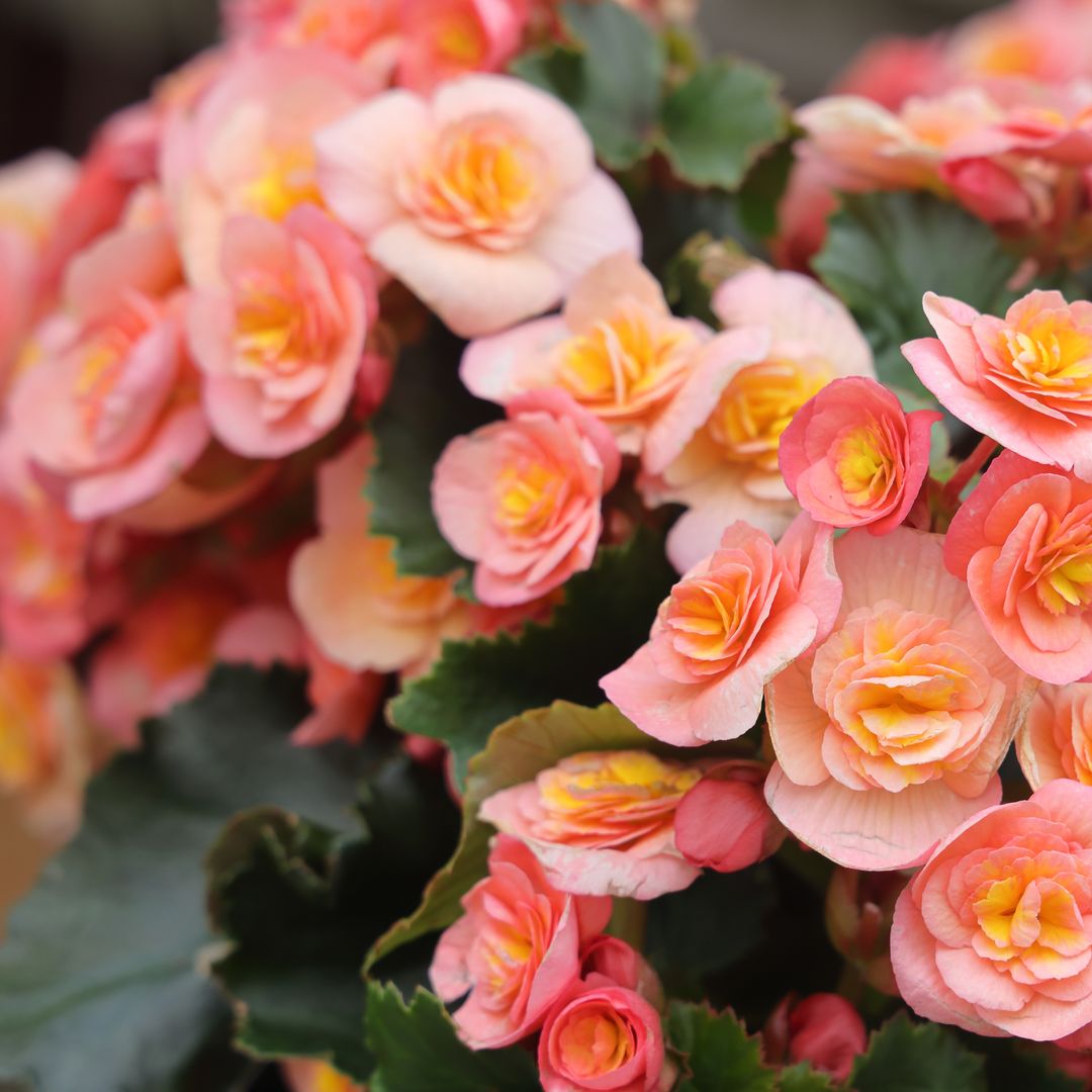 Cuidados básicos de la 'Begonia eliator': consejos para disfrutar de su floración dentro y fuera de casa