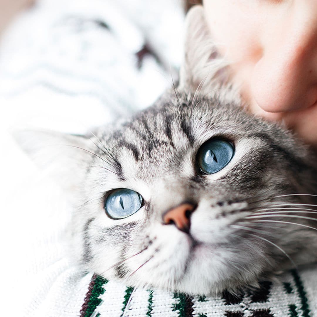 Todo lo que tienes que saber si quieres que tu gato sea feliz en casa