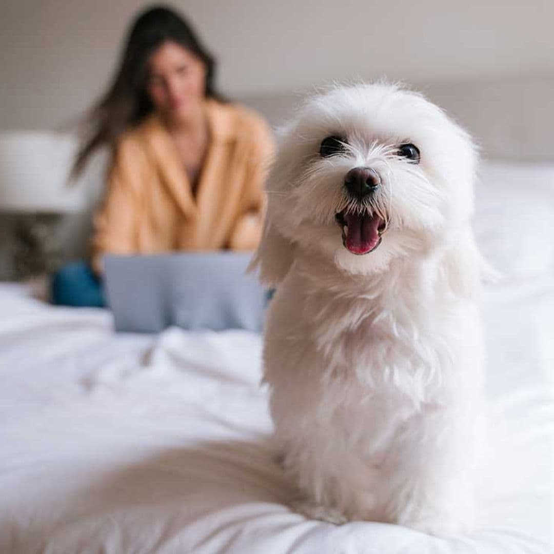 Las diferentes razas de bichón y su personalidad