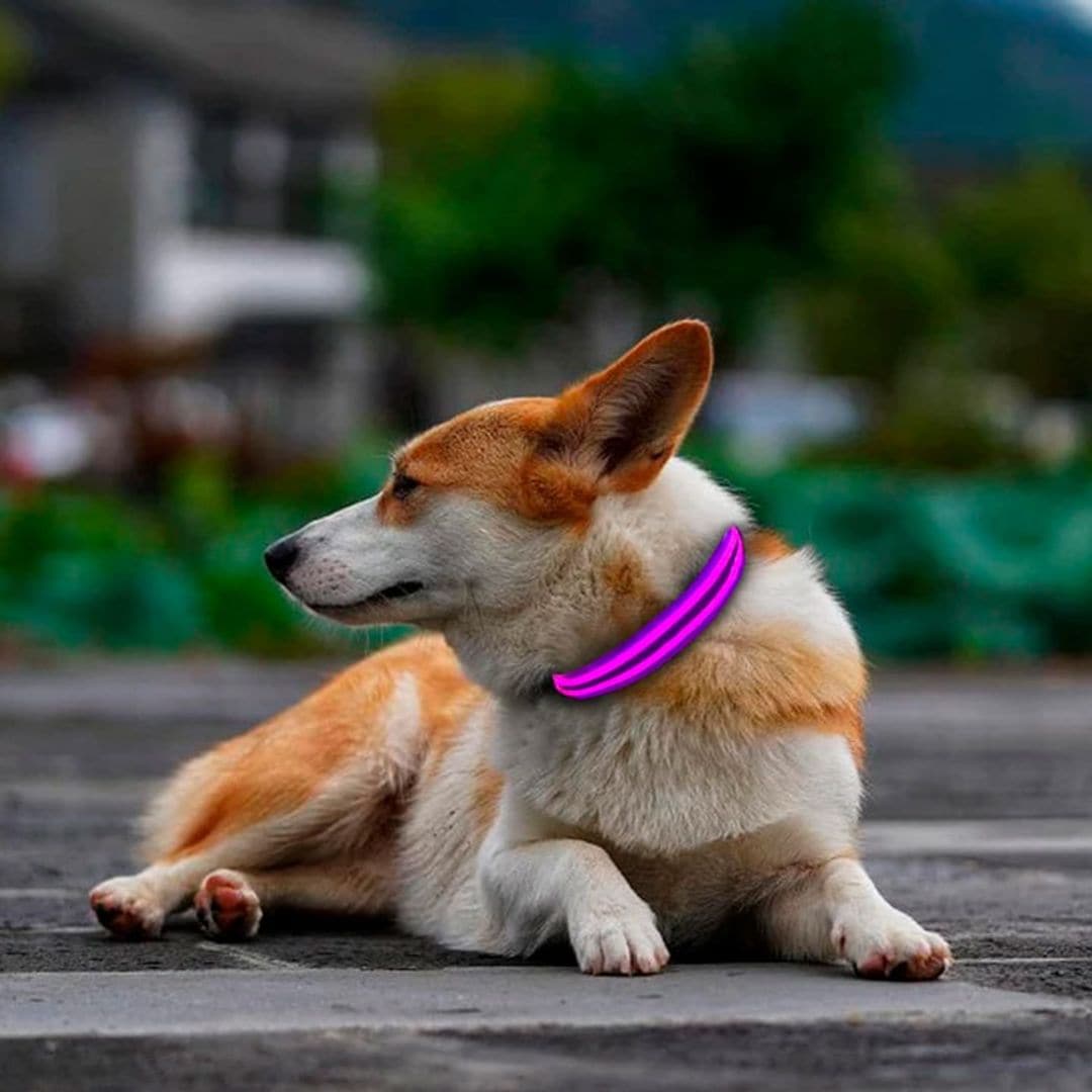 Paseos más seguros con los mejores collares luminosos para perros