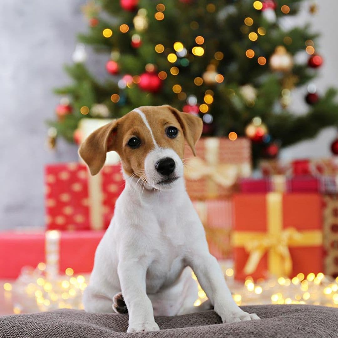 Razas de perro que no debes regalar en Navidad