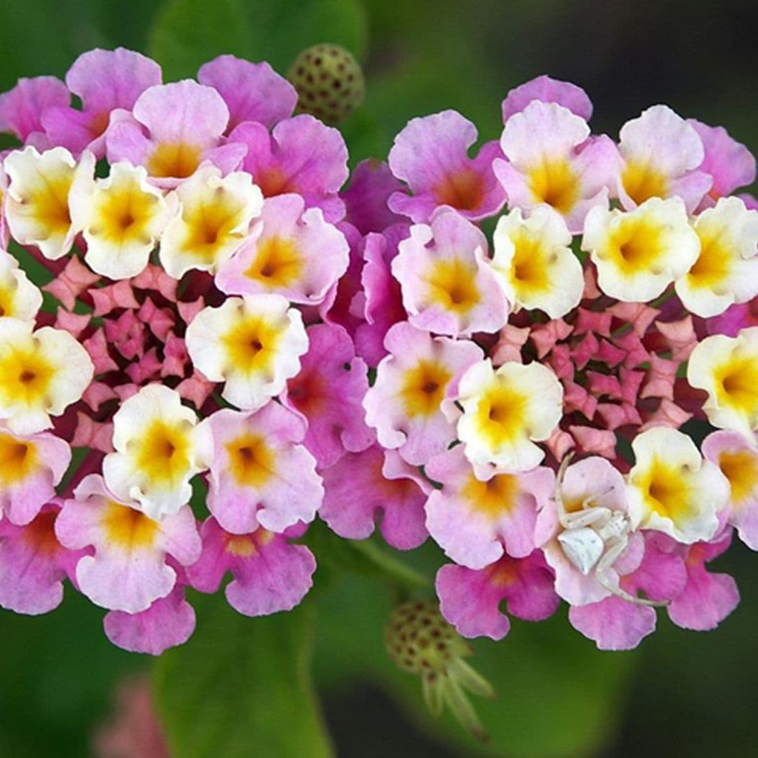 Lantana, un arbusto con una bella floración que se prolonga de primavera hasta finales del otoño