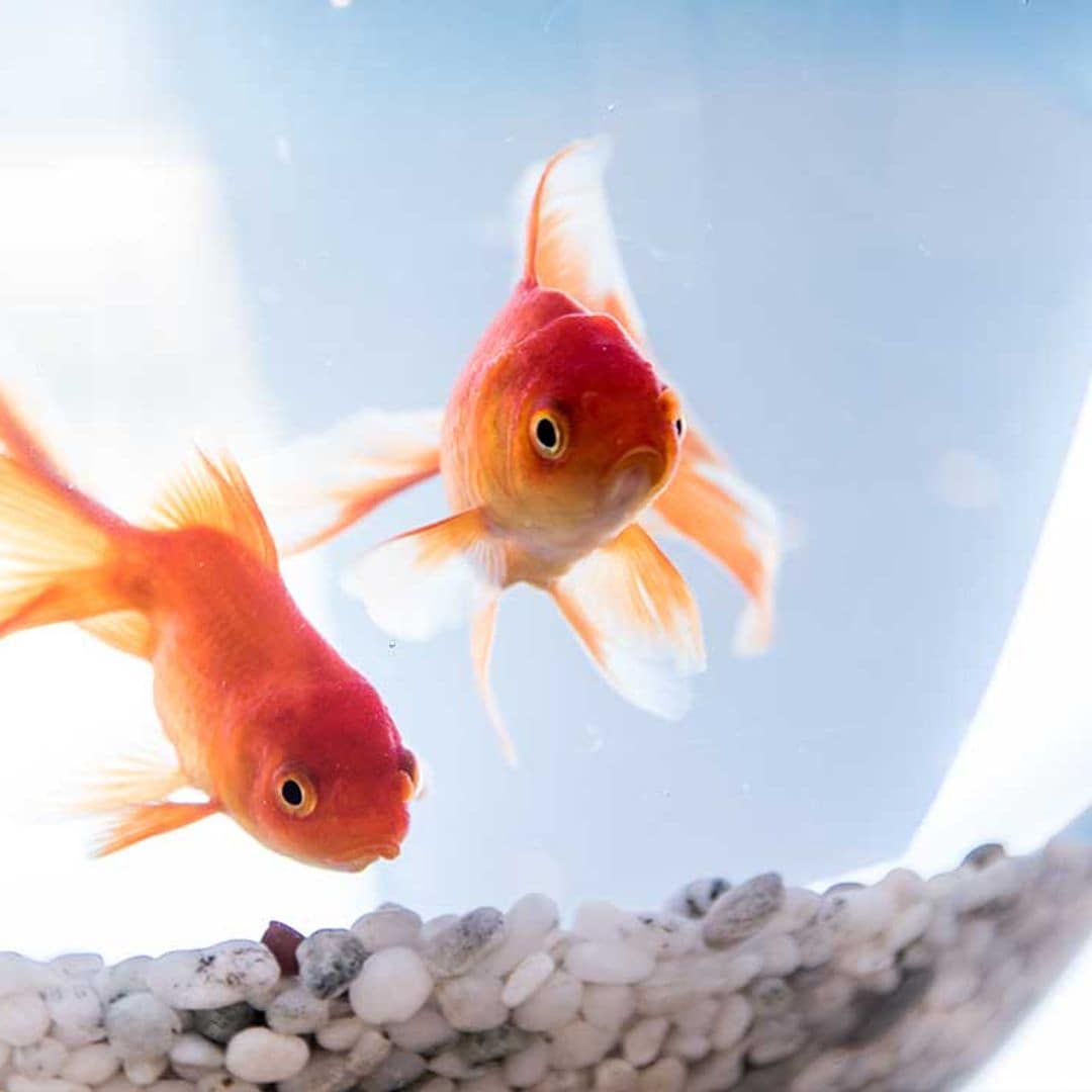 Todo lo que debes saber para tener un goldfish en casa como mascota