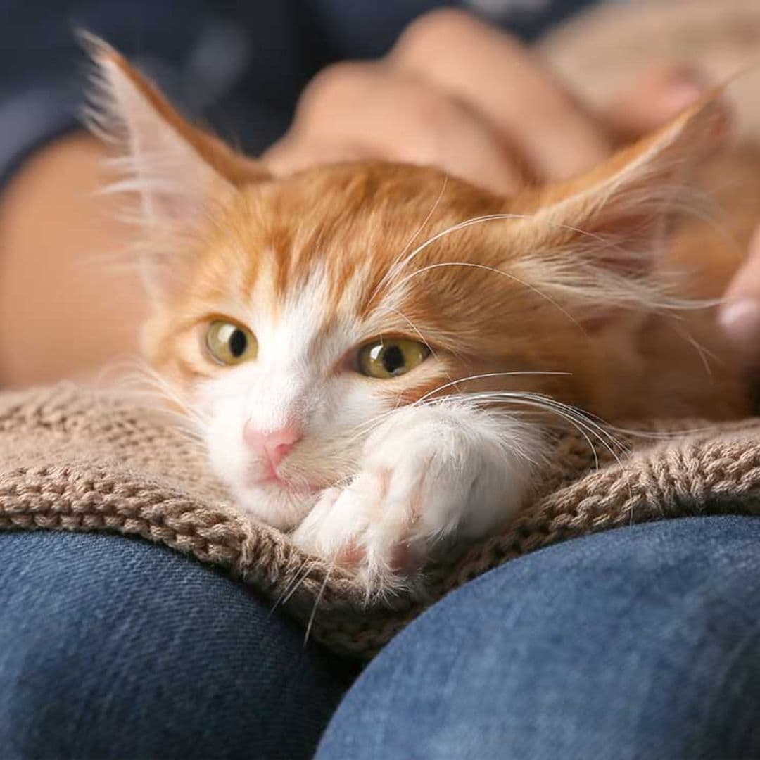 ¿Cuál es la edad humana de tu gato?