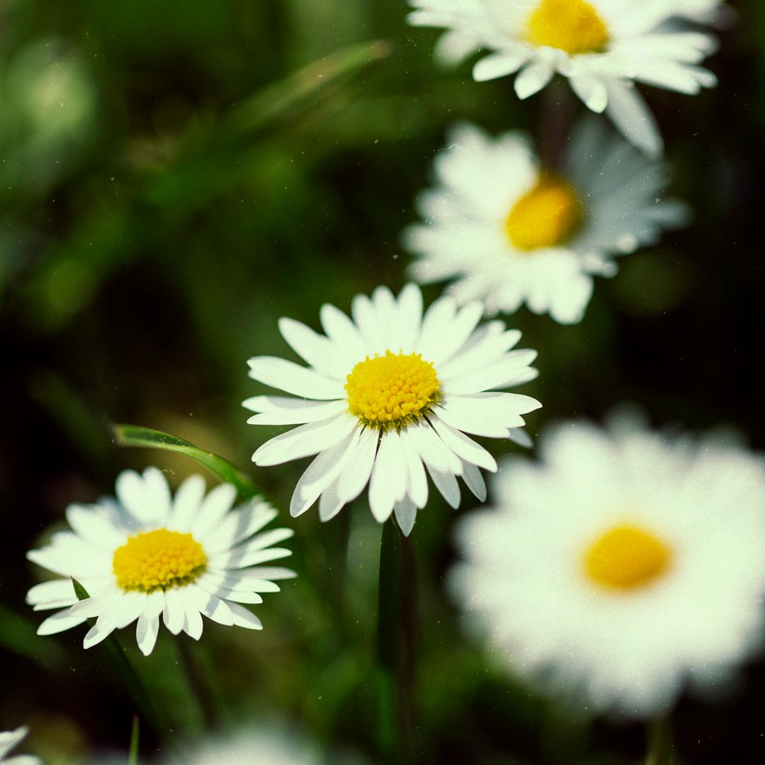 Margarita de los prados, una flor de belleza sencilla y adaptada al cambio climático