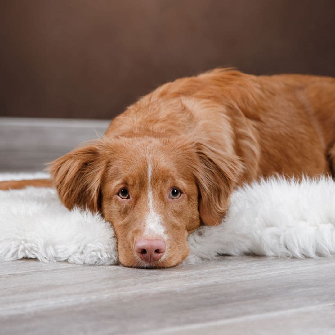 ¿Cómo saber si mi mascota tiene cáncer y qué hacer?