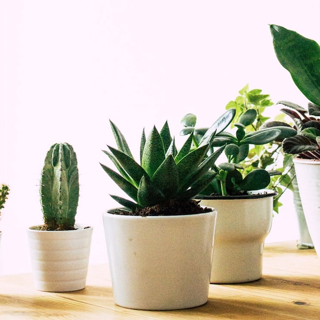 plantas suculentas para interior hola decoracion