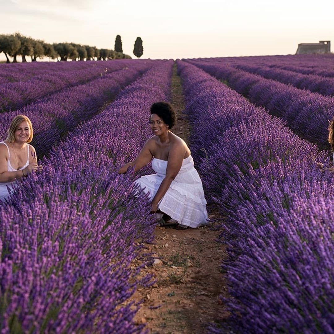 El festival de lavanda en la Alcarria madrileña que seguro no conoces