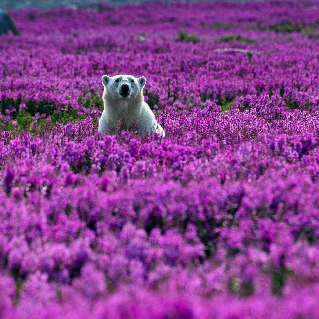 Las divertidas vacaciones de unos osos polares