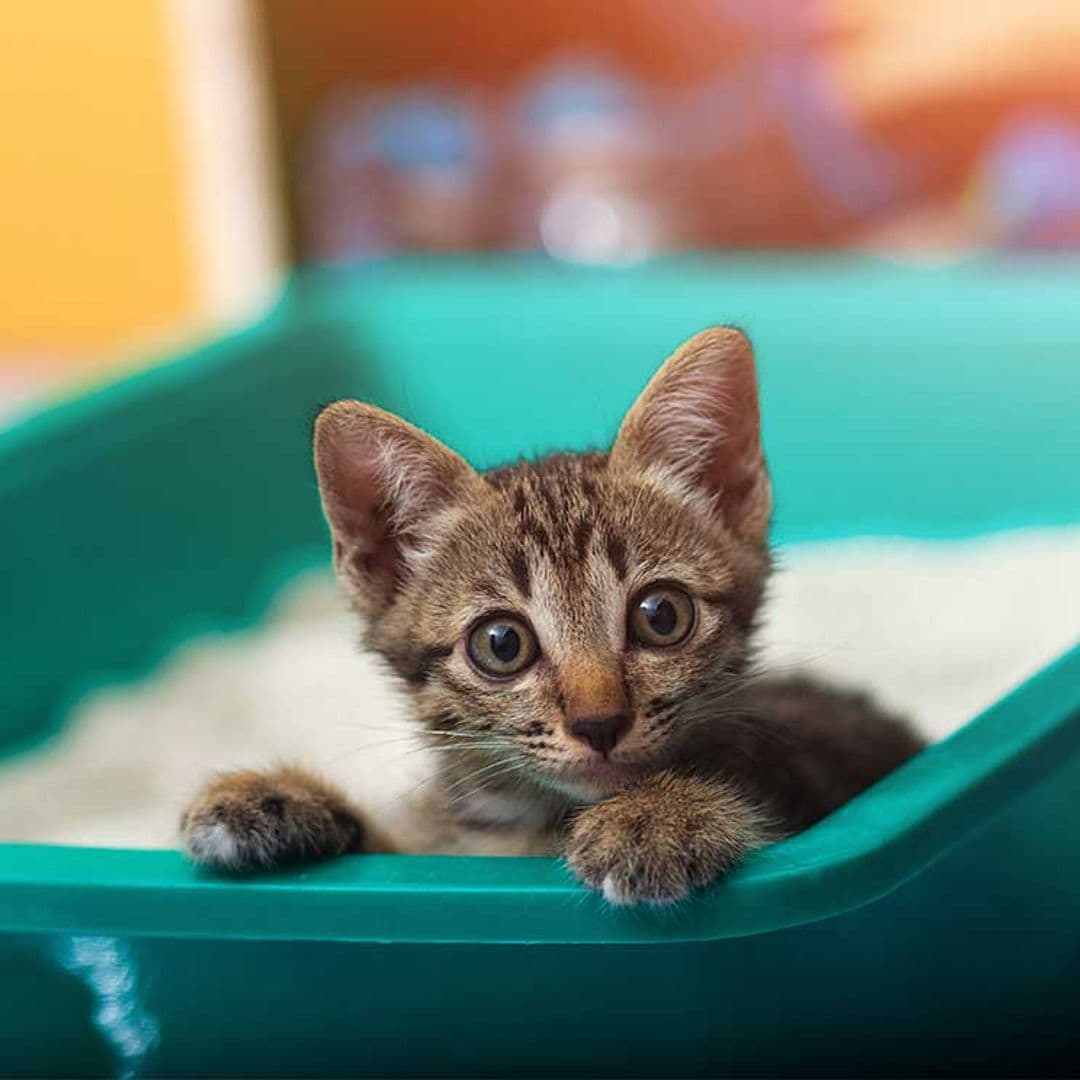 Si tu gato come del arenero podría padecer ‘Pica’