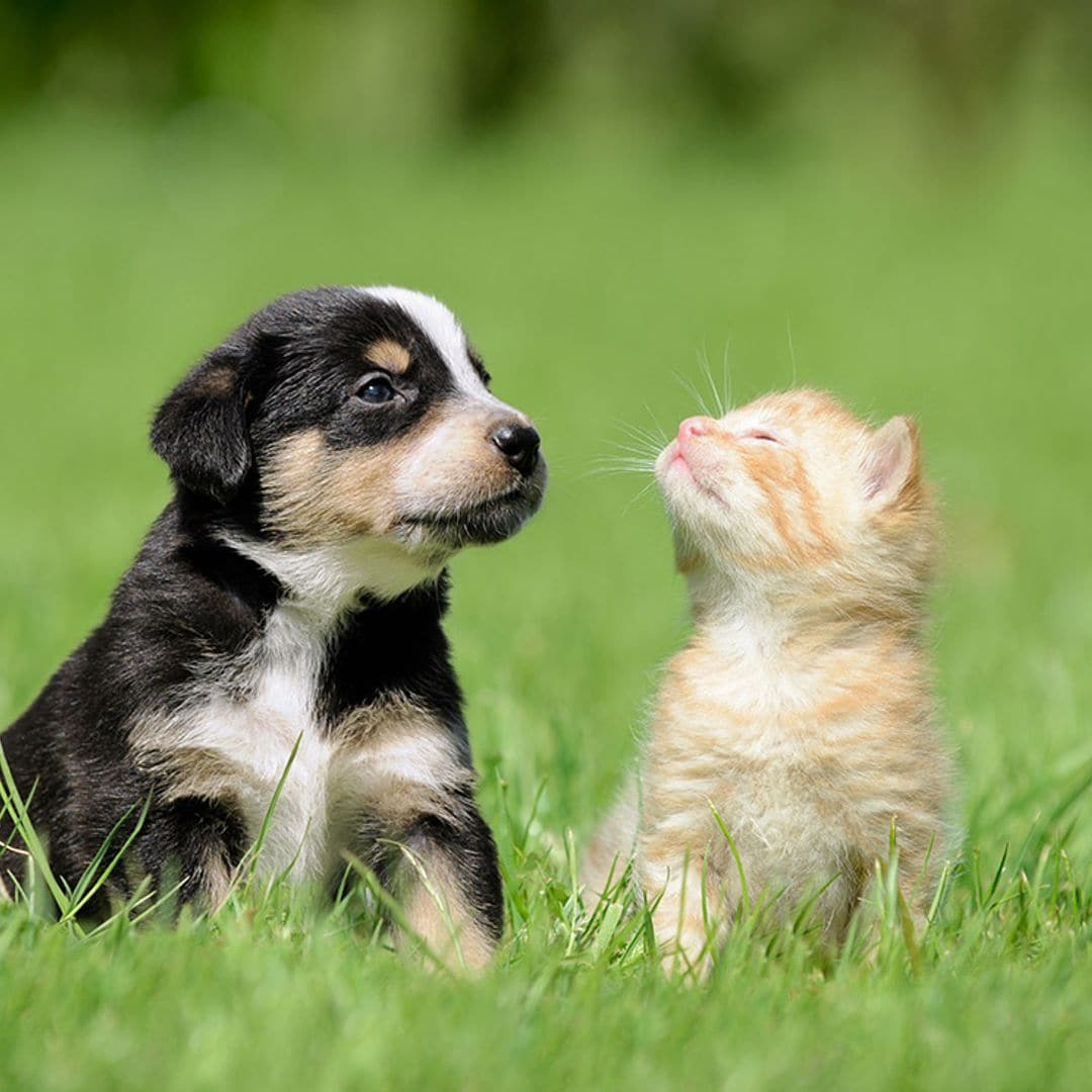 En España se prefiere tener un perro mejor que un gato como mascota