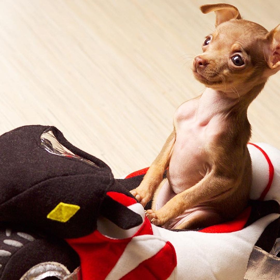 Razas de perro 'toy' o miniatura para que puedas viajar con tu mascota en vacaciones